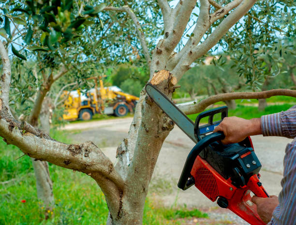 Residential Tree Removal in Deer Park, NY